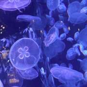 ヒメ日記 2026/04/01 16:17 投稿 神谷あかり 乳ビーナス(New Venus)