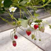 ヒメ日記 2026/04/17 15:10 投稿 神谷あかり 乳ビーナス(New Venus)