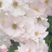 ヒメ日記 2025/10/30 20:50 投稿 春陽もか グランエステ東京 品川（シンデレラグループ）