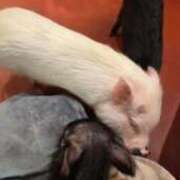 双葉 りり おひざに…💘🐷 バルボラ マリン