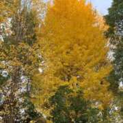 ヒメ日記 2025/12/15 15:18 投稿 月島　こと 熟女パラダイス池袋店(カサブランカグループ)