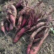 ヒメ日記 2025/11/08 14:24 投稿 八重樫 熟女の風俗最終章 横浜本店