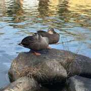 ヒメ日記 2025/12/19 09:46 投稿 八重樫 熟女の風俗最終章 横浜本店