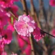 ヒメ日記 2026/03/13 00:03 投稿 こう 五反田・品川おかあさん