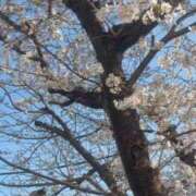 ヒメ日記 2026/03/29 00:13 投稿 こう 五反田・品川おかあさん