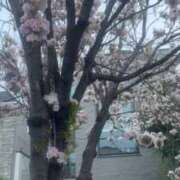 ヒメ日記 2026/04/11 00:13 投稿 こう 五反田・品川おかあさん