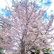 ヒメ日記 2026/03/30 15:00 投稿 ひなの 世界のあんぷり亭 新橋店