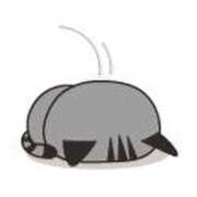 ヒメ日記 2025/11/06 07:10 投稿 秋山かんな セクシーキャット 神田店