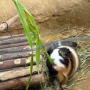 ヒメ日記 2026/02/14 22:27 投稿 佐久間こゆき 福井性感回春アロマSpa