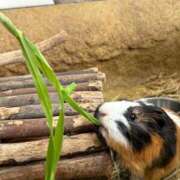 ヒメ日記 2026/03/03 23:48 投稿 佐久間こゆき 福井性感回春アロマSpa