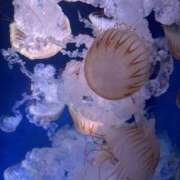 ヒメ日記 2025/11/01 20:33 投稿 高嶺 玲奈 人妻セレブ宮殿