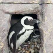 ヒメ日記 2025/12/15 19:53 投稿 高嶺 玲奈 人妻セレブ宮殿