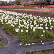 ヒメ日記 2026/04/04 18:26 投稿 高嶺 玲奈 人妻セレブ宮殿