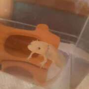 ヒメ日記 2025/12/23 13:32 投稿 まひろ☆ 豊橋豊川ちゃんこ