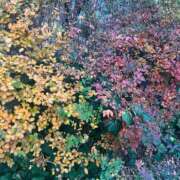 樋口 可南子 　　　　　　　🍁♡🍁 熟女・人妻マダム宮殿