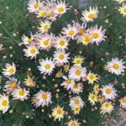 樋口 可南子 ꕤ3.11ꕤ 熟女・人妻マダム宮殿