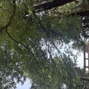 ヒメ日記 2025/11/03 10:45 投稿 さき みつばちマーヤZ