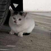 ヒメ日記 2025/10/21 21:13 投稿 こと 大高・大府市・東海市ちゃんこ