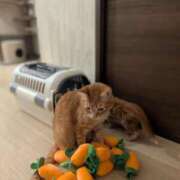 ヒメ日記 2025/11/05 15:23 投稿 こと 大高・大府市・東海市ちゃんこ