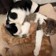 ヒメ日記 2025/12/10 01:43 投稿 こと 大高・大府市・東海市ちゃんこ