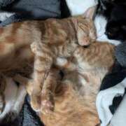 ヒメ日記 2025/12/23 01:53 投稿 こと 大高・大府市・東海市ちゃんこ