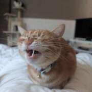 ヒメ日記 2026/01/29 02:13 投稿 こと 大高・大府市・東海市ちゃんこ