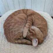 ヒメ日記 2026/01/30 00:43 投稿 こと 大高・大府市・東海市ちゃんこ