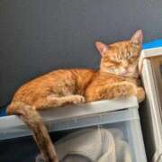 ヒメ日記 2026/03/27 23:53 投稿 こと 大高・大府市・東海市ちゃんこ