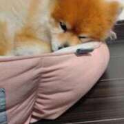 ヒメ日記 2025/12/06 23:47 投稿 れいか 電マナイザー イラマチオン