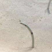 ヒメ日記 2025/11/26 23:56 投稿 伊織(いおり) チューリップ宇都宮店