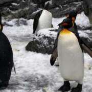 ヒメ日記 2026/04/08 21:49 投稿 理子-リコ- お姉さんセレブR38