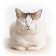 ヒメ日記 2025/11/05 19:11 投稿 悠木 京香 横浜貴楼館