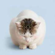 ヒメ日記 2025/11/19 14:24 投稿 悠木 京香 東京貴楼館