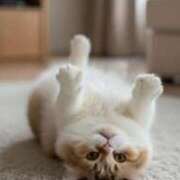 ヒメ日記 2025/12/08 09:19 投稿 悠木 京香 東京貴楼館