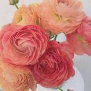 ヒメ日記 2026/02/18 14:29 投稿 悠木 京香 東京貴楼館