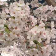 ヒメ日記 2026/04/02 20:19 投稿 悠木 京香 東京貴楼館