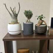 ちなつ 明日は… 花夫人