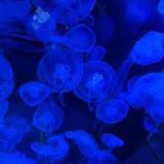 ヒメ日記 2025/11/24 10:02 投稿 みはる 萌えカワ