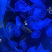 ヒメ日記 2026/01/05 18:12 投稿 みはる 萌えカワ