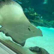 ヒメ日記 2026/01/21 20:12 投稿 みはる 萌えカワ