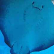 ヒメ日記 2026/01/22 13:12 投稿 みはる 萌えカワ