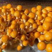 ヒメ日記 2026/02/06 11:51 投稿 どむ 熟女の風俗最終章 本厚木店