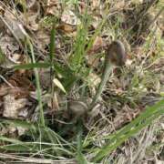 ヒメ日記 2026/04/02 02:11 投稿 どむ 熟女の風俗最終章 本厚木店