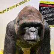 ヒメ日記 2026/04/18 22:43 投稿 どむ 熟女の風俗最終章 本厚木店