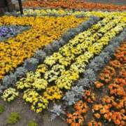 ヒメ日記 2026/03/22 14:33 投稿 伊藤はるな 三丁目の奥様（東京ハレ系）