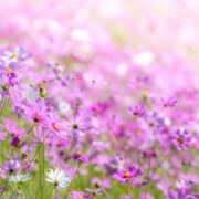 ヒメ日記 2026/10/01 19:29 投稿 なつか 錦糸町人妻セレブリティ（ユメオト）