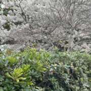 ヒメ日記 2026/04/04 10:13 投稿 瀬奈 純 こあくまな熟女たち 千葉店（KOAKUMAグループ）