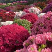 ヒメ日記 2025/10/23 02:06 投稿 松岡いずみ(まつおかいずみ) 五十路マダムエクスプレス厚木店(カサブランカグループ)