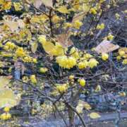 ヒメ日記 2025/12/23 16:43 投稿 藤森　なお 川崎南町人妻高級ソープ エル・カーヒル(ELCURHIL)秘密の刻