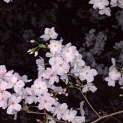 ヒメ日記 2026/03/04 20:39 投稿 みゆう Triple Pink(トリプルピンク)